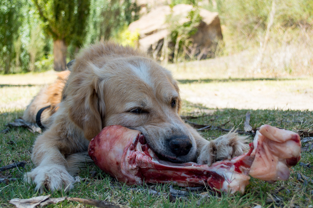 Paws xmas bone